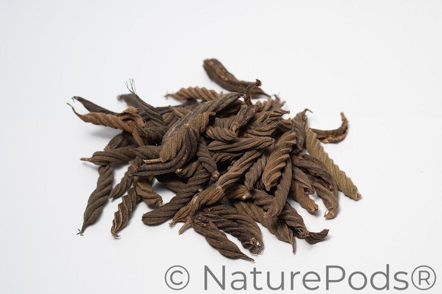 A photo of a pile of Twisty Pods. They are brown textured seed pods on a white background.