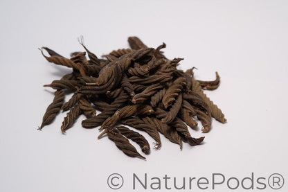 A photo of a pile of Twisty Pods. They are brown textured seed pods on a white background.