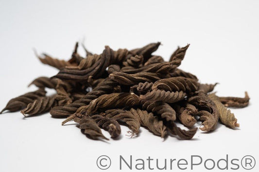 A photo of a pile of Twisty Pods. They are brown textured seed pods on a white background.
