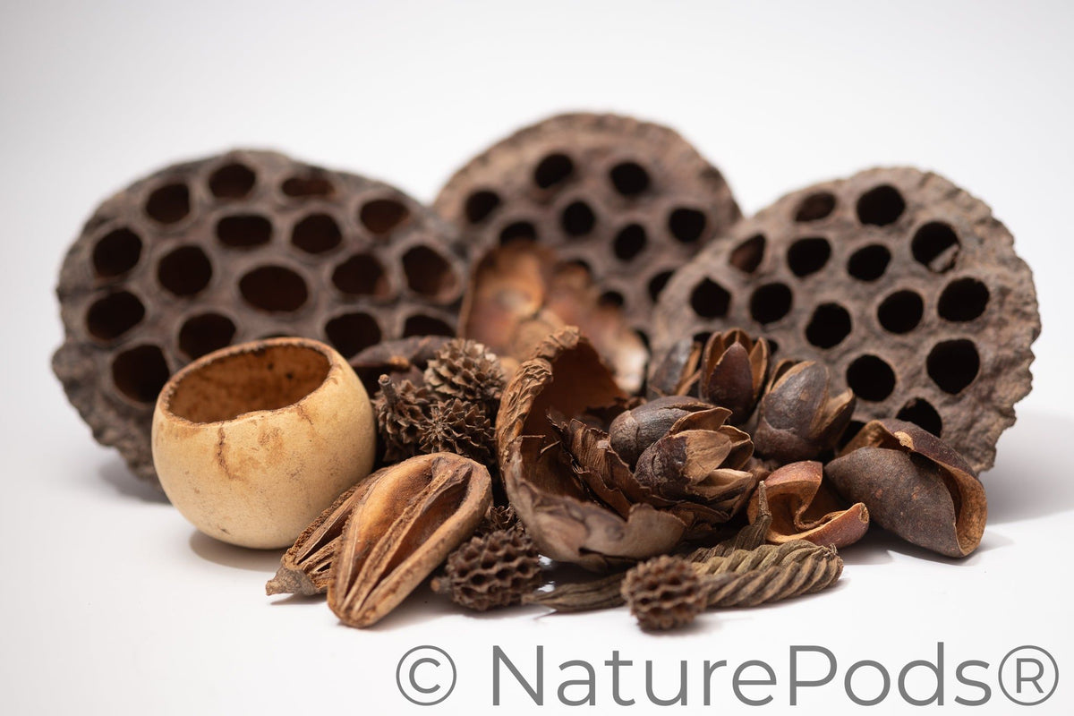Botanical Seed Pod Variety Pack - 32 Pieces