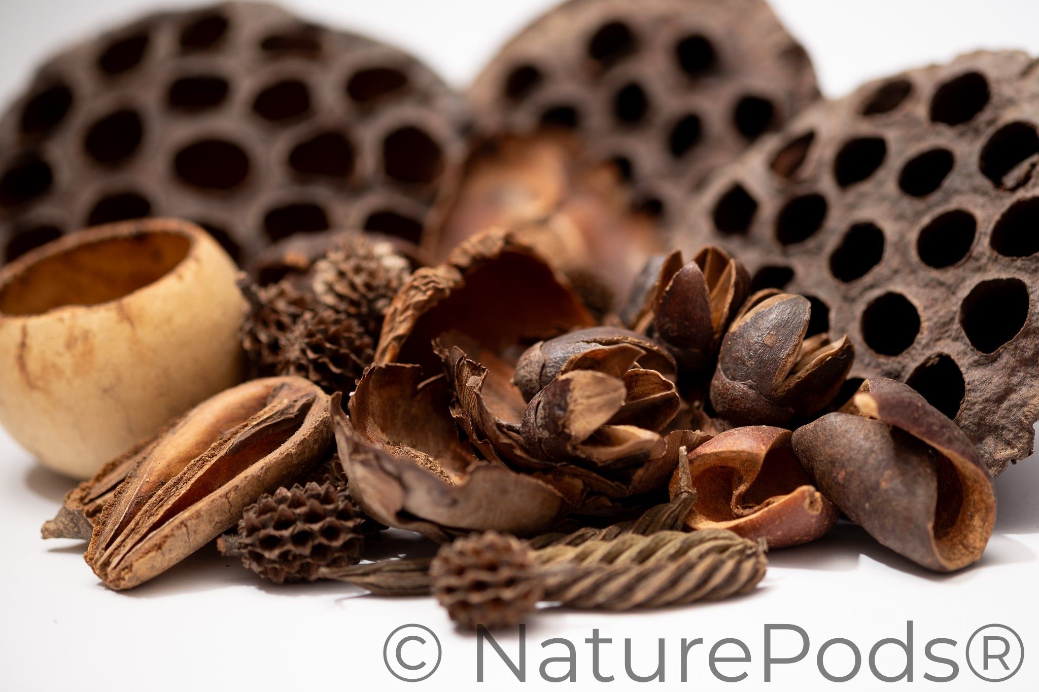 Botanical Seed Pod Variety Pack — Aquarium, Terrarium & Isopod
