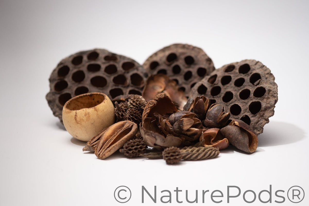 Botanical Seed Pod Variety Pack - 32 Pieces