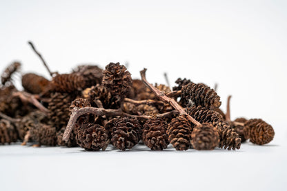 Close up of Many small Alder Cones from NaturePods Botanicals, with a textured surface and layered scales on a short stem, is showcased against a plain white background—ideal for aquariums and tannins.