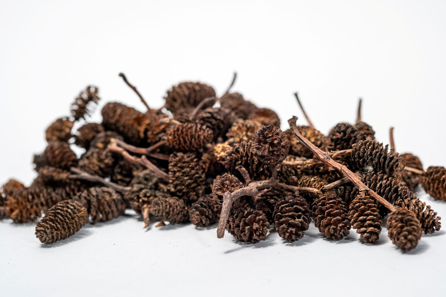 Pile of brown alder cones on a white background and they are used for springtails in terrariums.