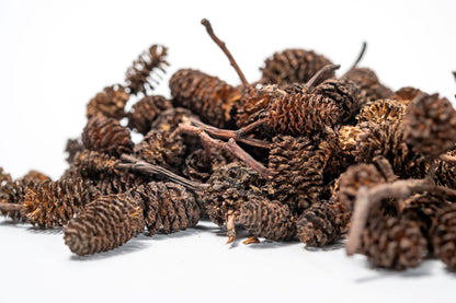 Many small Alder Cones from NaturePods, with a textured surface and layered scales on a short stem, is showcased against a plain white background—ideal for terrariums, shrimp, and crafts.