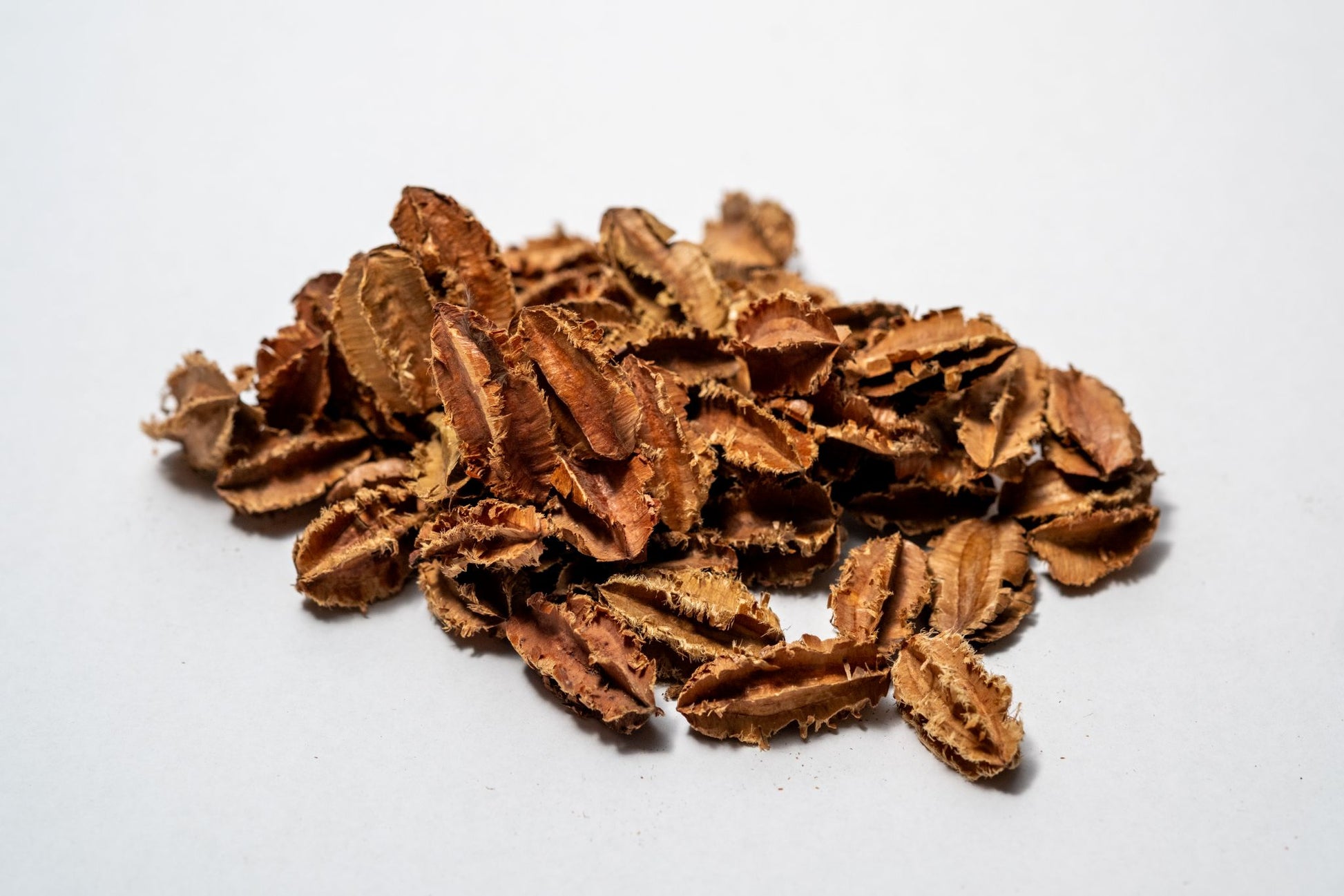 Brown small Arjuna Seed Pods feature jagged edges, perfect for aquarium tannins or bioactive terrariums or bowl filler.