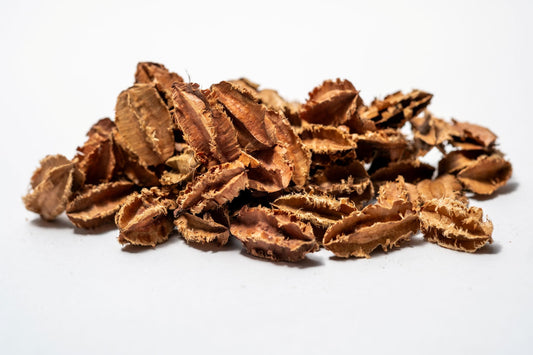 Close up of Arjuna Seed Pods feature jagged edges, perfect for aquarium tannins or bioactive terrariums or bowl filler.