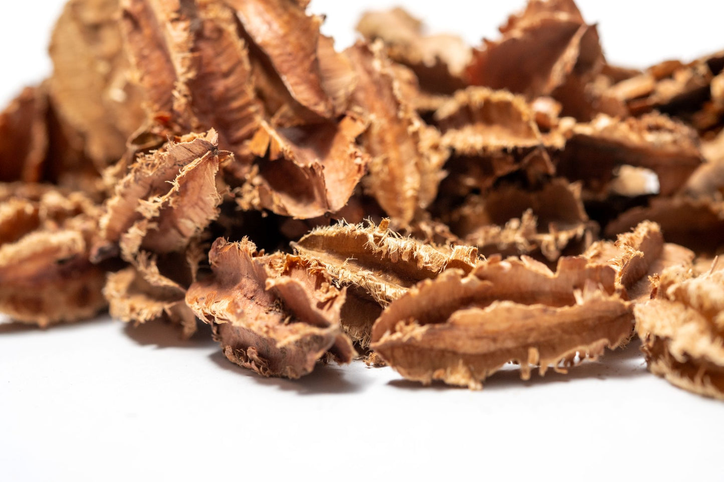 Close up of Arjuna Seed Pods feature jagged edges, perfect for aquarium tannins or bioactive terrariums or bowl filler.