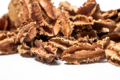 Close up of Arjuna Seed Pods feature jagged edges, perfect for aquarium tannins or bioactive terrariums or bowl filler.