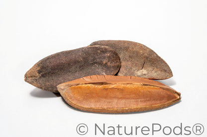 Three triangle pods laying horizontal showing the dark brown top of the pod and the light brown bottom of the seed pod on a white background.