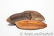 Three triangle pods laying horizontal showing the dark brown top of the pod and the light brown bottom of the seed pod on a white background.