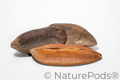 Three triangle pods laying horizontal showing the dark brown top of the pod and the light brown bottom of the seed pod on a white background.