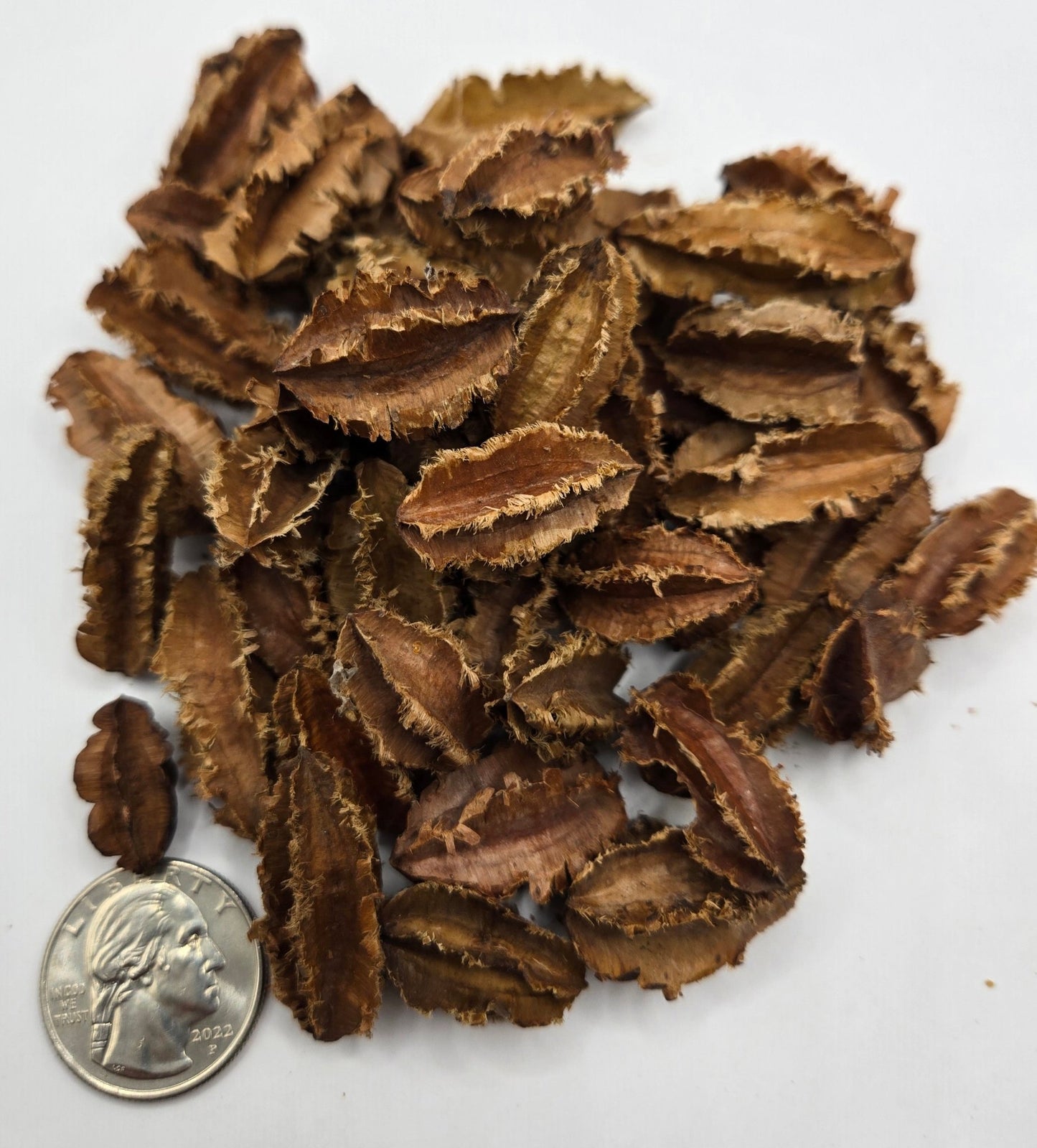 Mini Arjuna Seed Pods