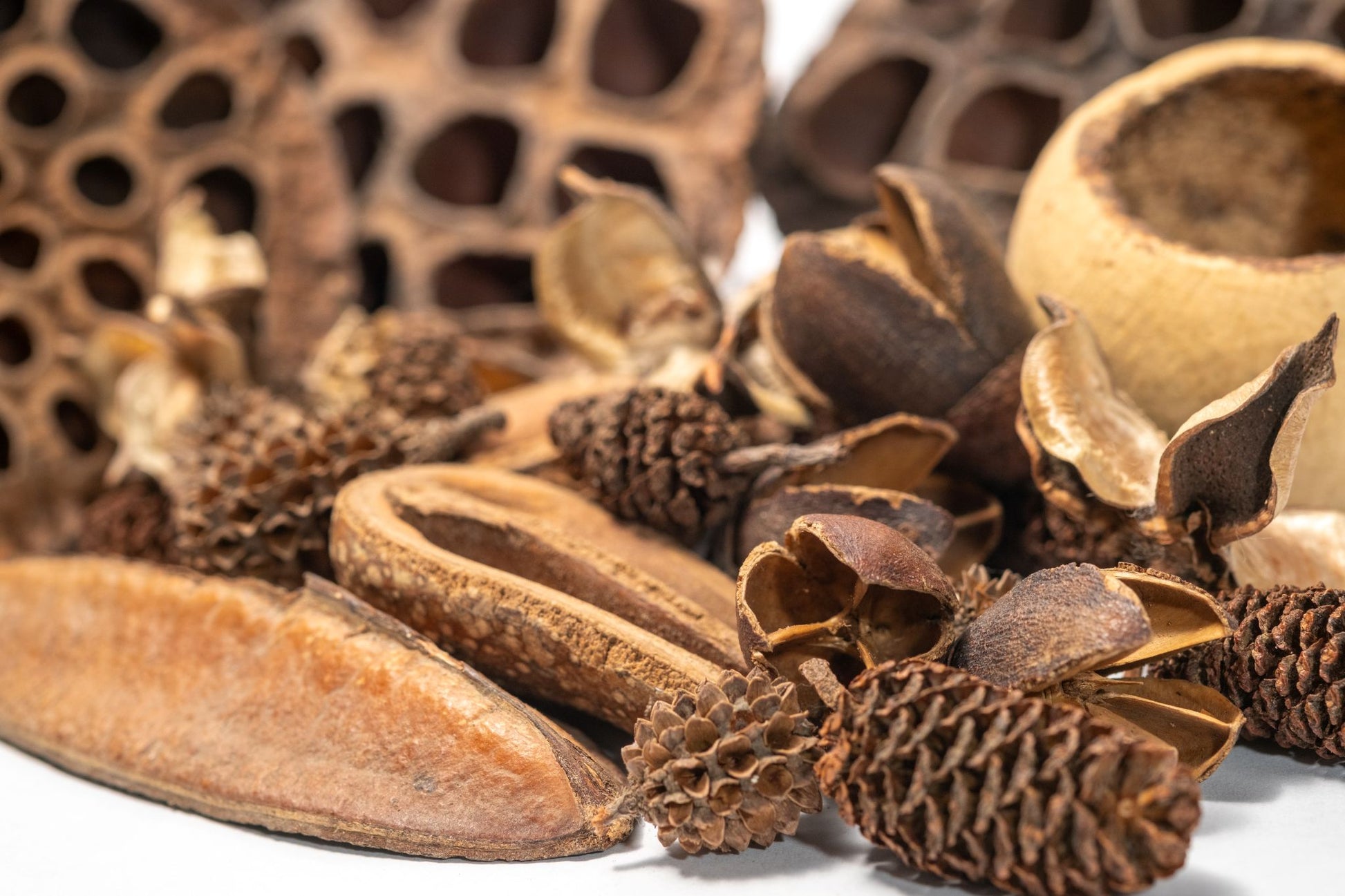 Close up of Dried botanical seed pods in a pile showing the array of shades of brown and textures.  Displayed on a white background.