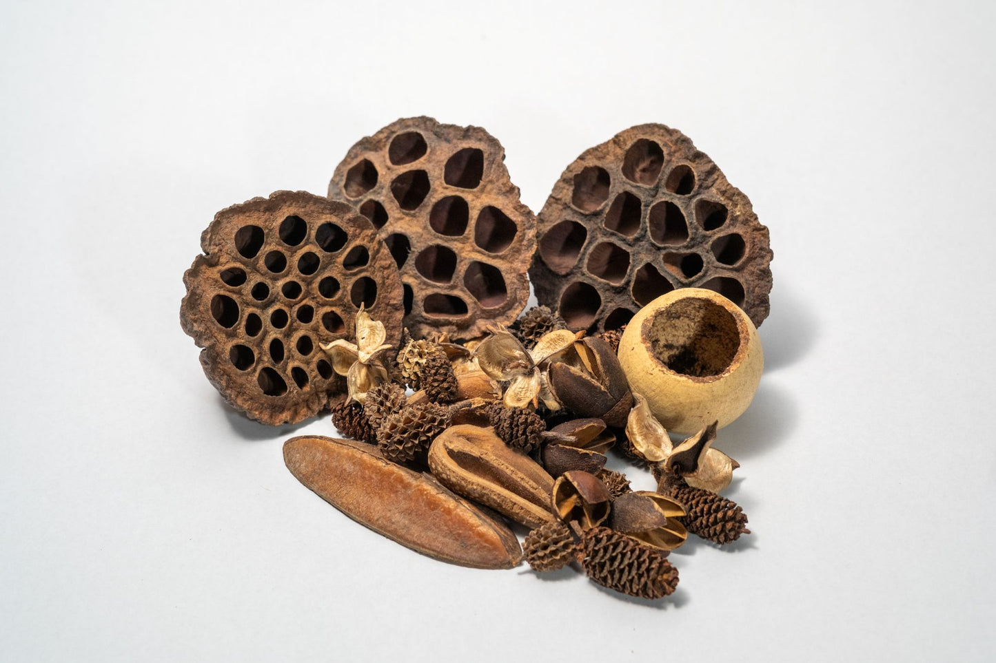 Dried botanical seed pods in a pile showing the array of shades of brown and textures.  Displayed on a white background.