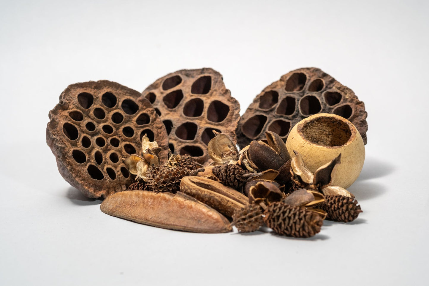 Botanical Seed Pod Variety Pack - 38 Pieces