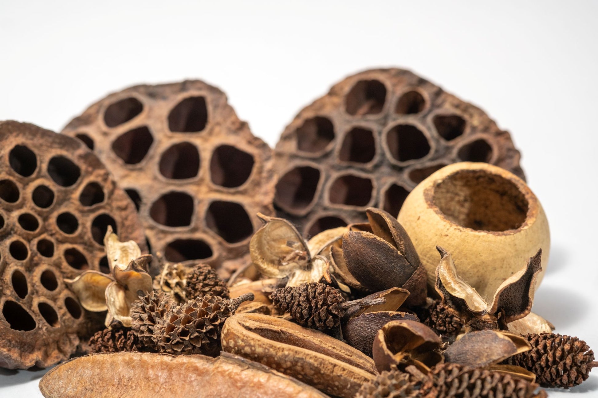 Collection of dried plant materials and aquarium botanicals including lotus seeds and pine cones on a white background
