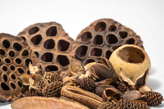 Dried botanical seed pods in a pile showing the array of shades of brown and textures.  Displayed on a white background.