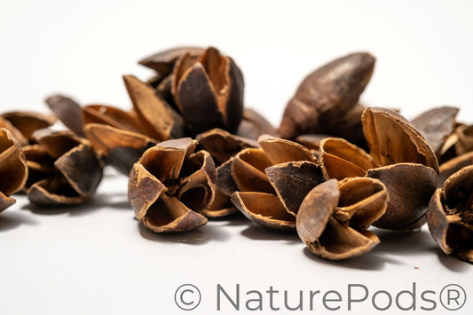 Pile of Bakuli Pods are on a white background, showing their size and making them ideal for natural decor, aquarium tannin, or bioactive terrarium setups.