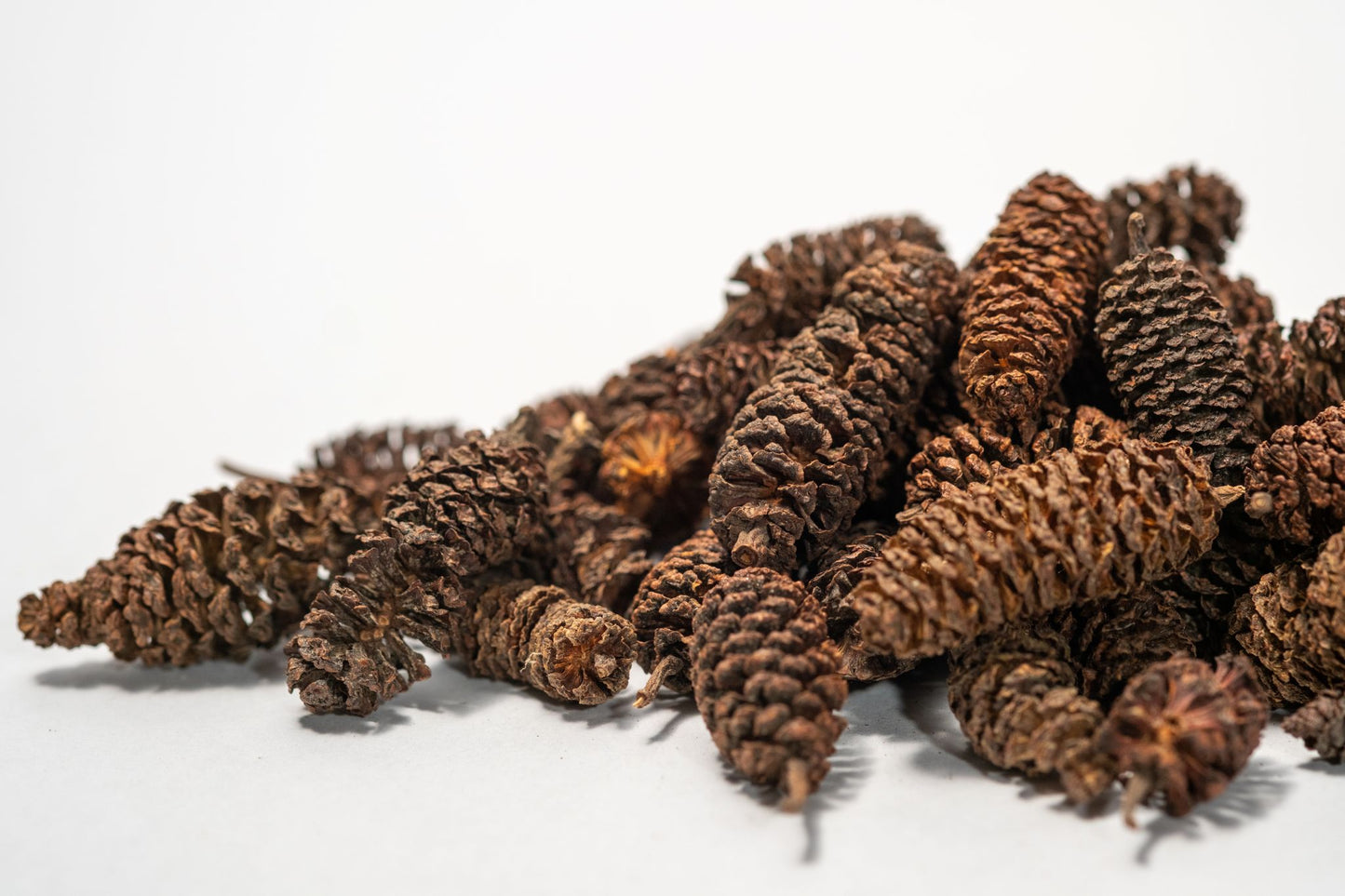 Pile of dark brown Birch Cone from NaturePods (sold in 1 oz. packs of approx. 50) with a rough surface and open scales stands upright, typical for use as aquarium botanicals. Shown against a plain white background.