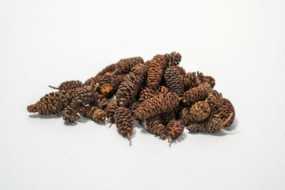 Large Pile of dark brown Birch Cone from NaturePods (sold in 1 oz. packs of approx. 50) with a rough surface and open scales stands upright, typical for use as aquarium botanicals. Shown against a plain white background.