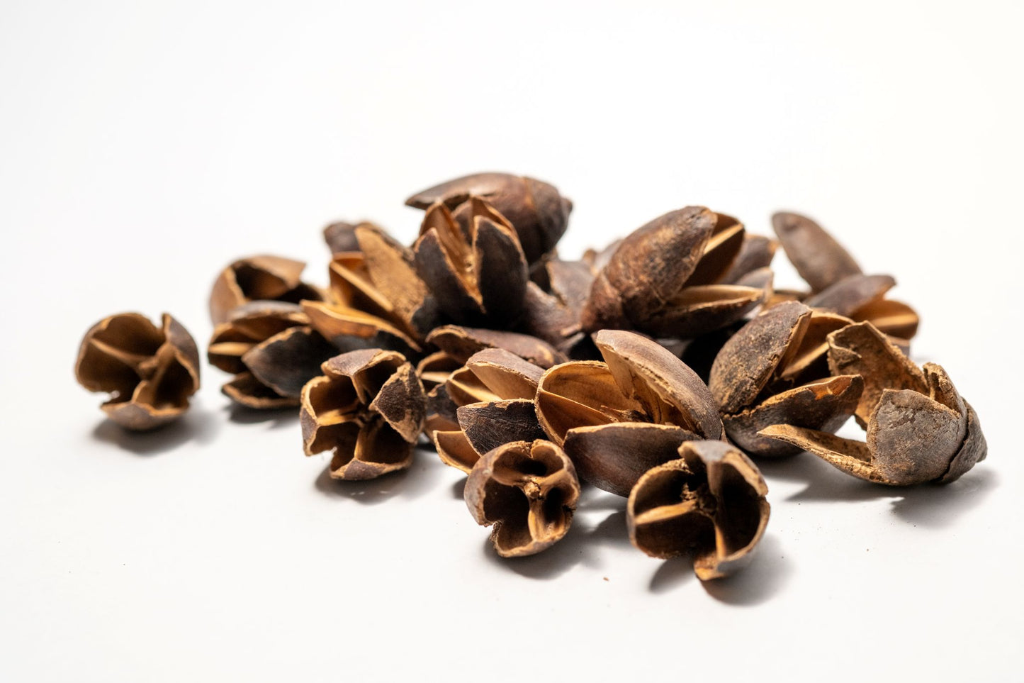 Pile of I Heart Bugs Bakuli Pods are on a white background, ideal for natural decor, aquarium tannin, or bioactive terrarium setups.  Also used in potpourri making.