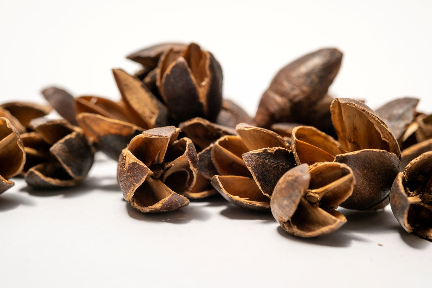 Pile of Bakuli Pods are on a white background, showing their size and making them ideal for natural decor, aquarium tannin, or bioactive terrarium setups.