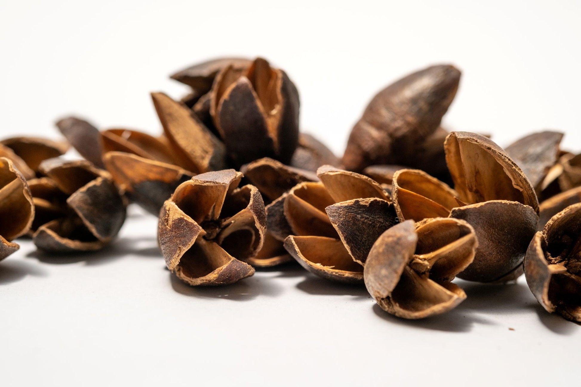 Pile of Bakuli Pods are on a white background, showing their size and making them ideal for natural decor, aquarium tannin, or bioactive terrarium setups.