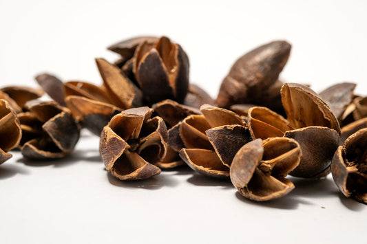 Pile of Bakuli Pods are on a white background, showing their size and making them ideal for natural decor, aquarium tannin, or bioactive terrarium setups.