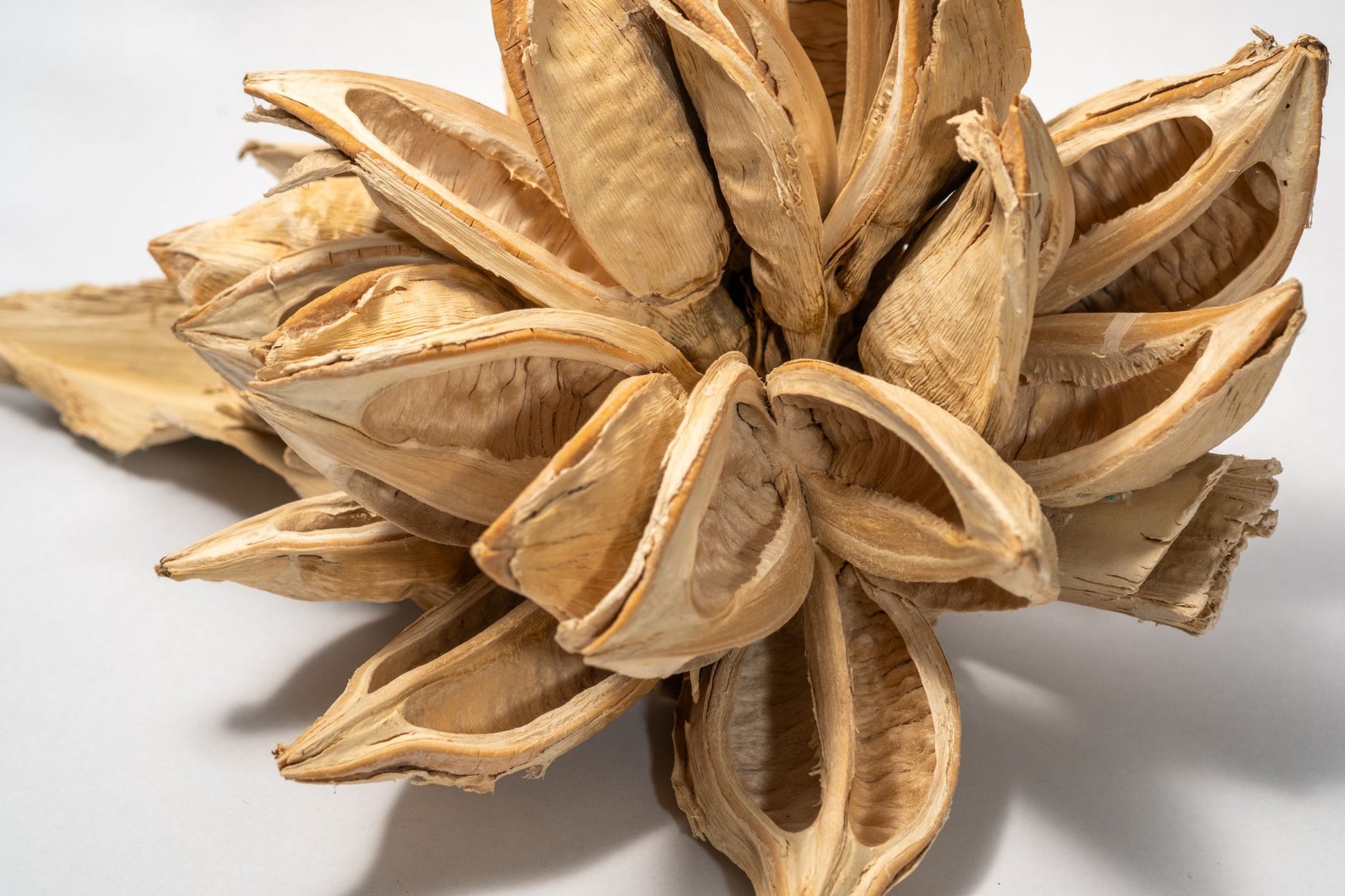 Close up of a dried botanical seed pod on a white background.  The seed pod is bleached and has many dried woody petals.