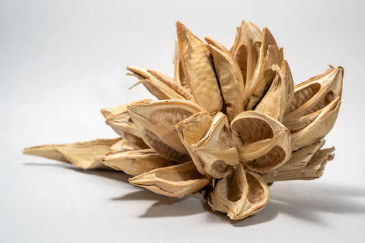 Close up of a dried botanical seed pod on a white background.  The seed pod is bleached and has many dried woody petals.