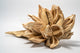 Close up of a dried botanical seed pod on a white background.  The seed pod is bleached and has many dried woody petals.