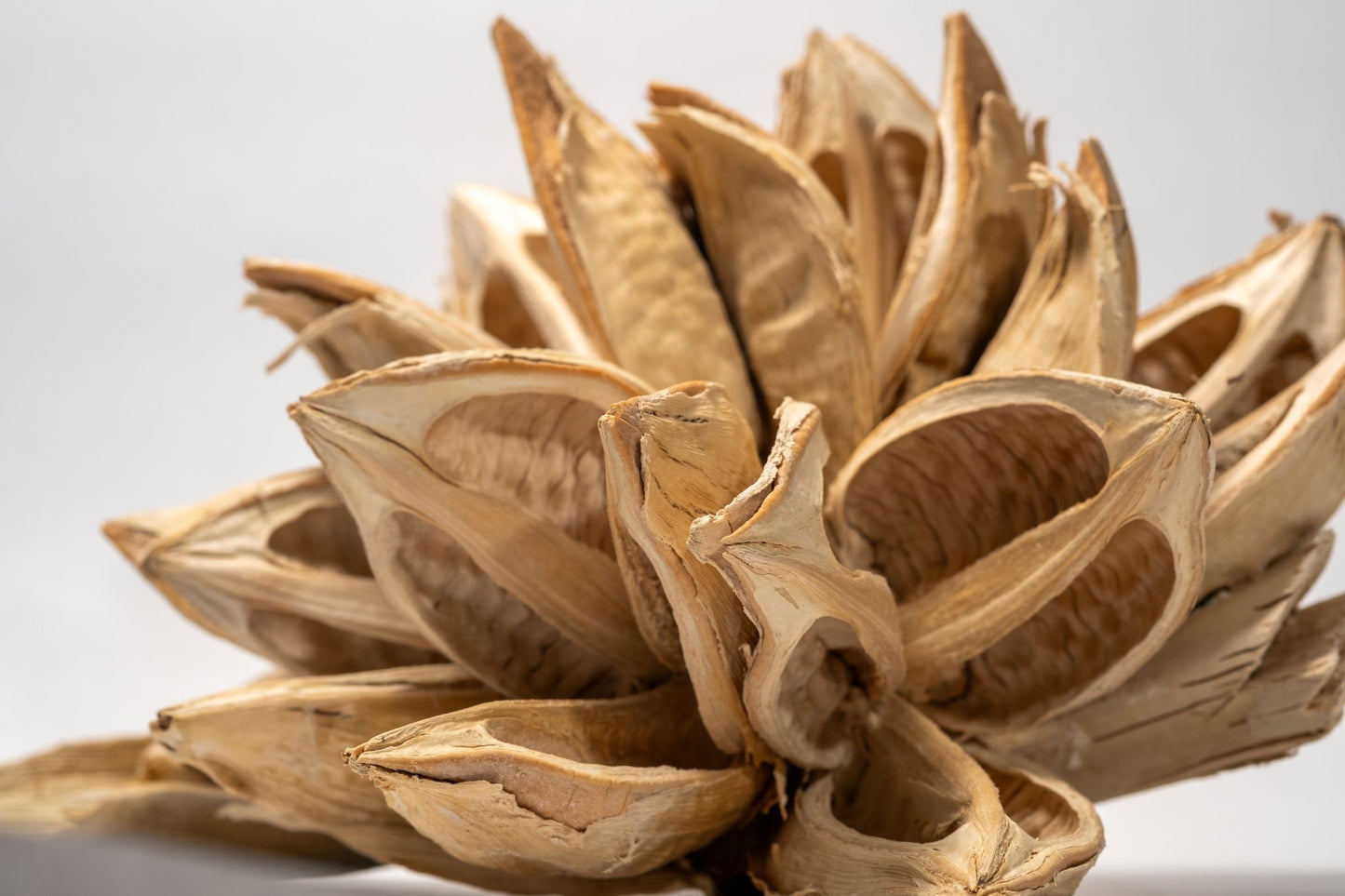 Close up of a dried botanical seed pod on a white background.  The seed pod is bleached and has many dried woody petals.