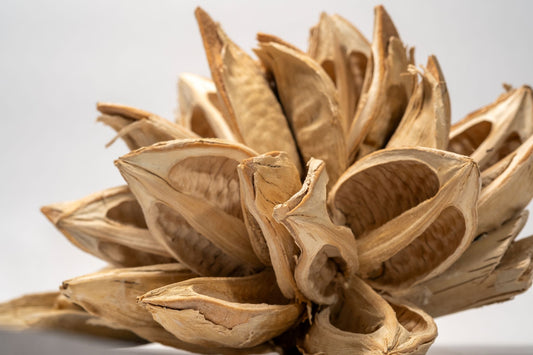 Close up of a dried botanical seed pod on a white background.  The seed pod is bleached and has many dried woody petals.