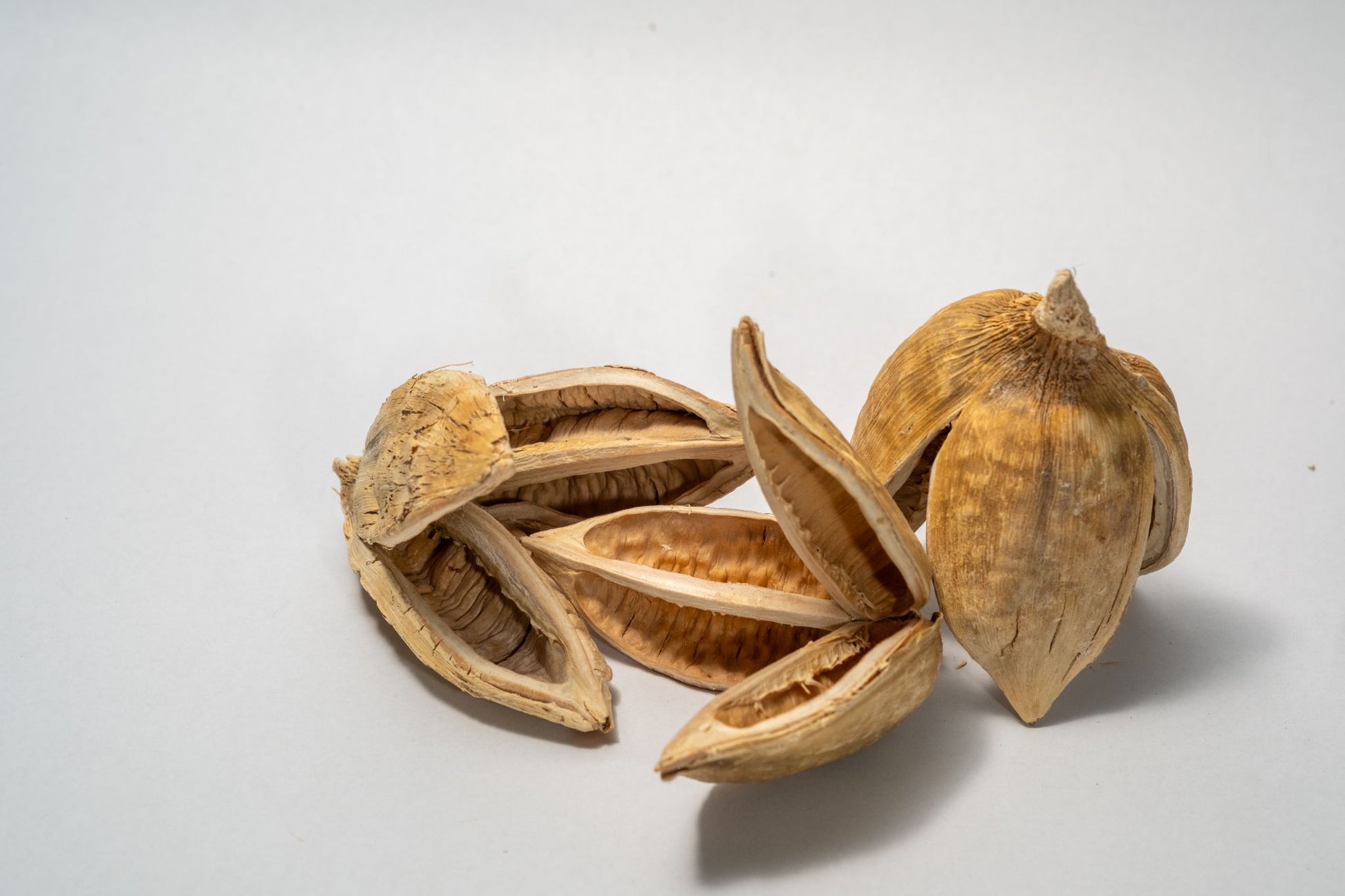 Textured dried and bleached sora seed pods with three woody petals on a white background.