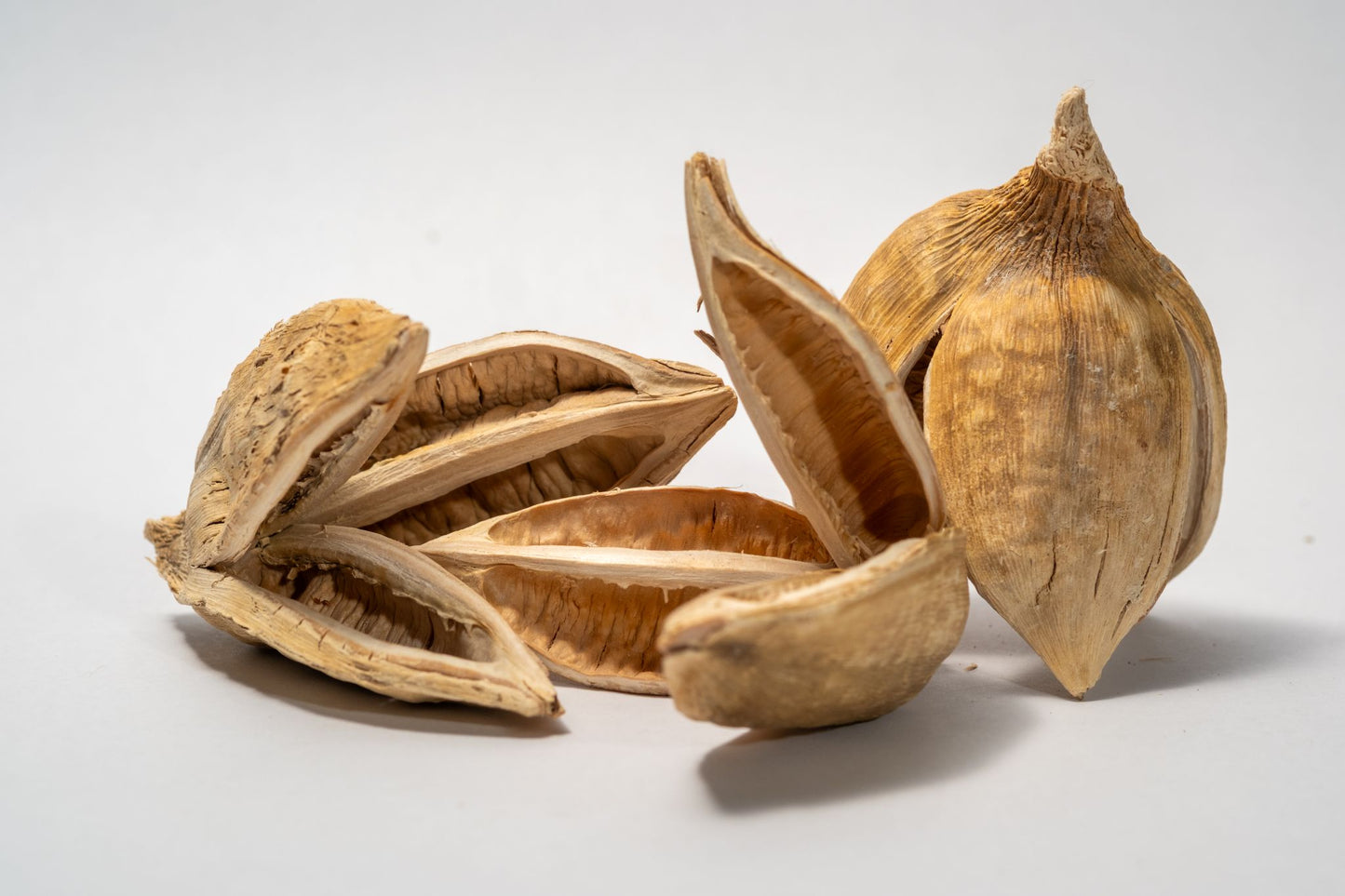 Textured dried and bleached sora seed pods with three woody petals on a white background.