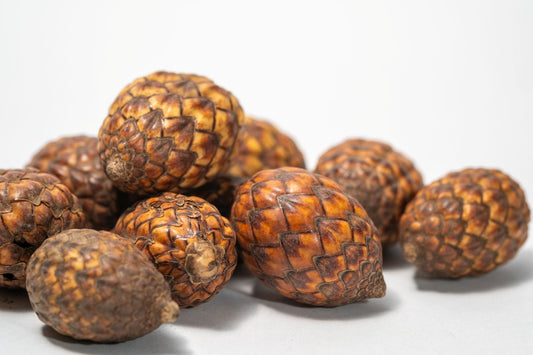 A close up of a pile of rattan cane fruit pods featuring rough, scaly surfaces with overlapping diamond-shaped segments, are isolated on a white background to showcase their detailed texture and natural patterns.