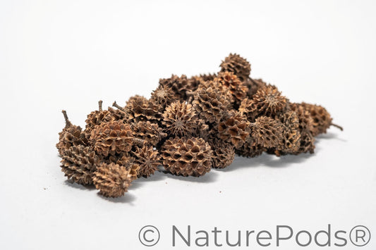 A pile of many brown textured casuarina cones which are used for tannins in aquariums, biofilm for shrimp, betta botanicals, and springtail hides.   Shown on a white background
