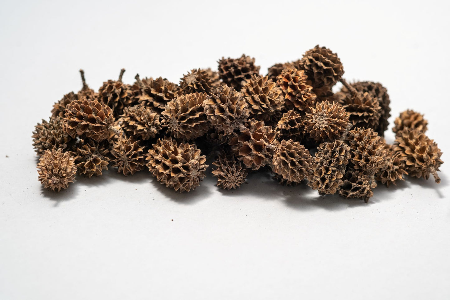 A cluster of Casuarina Cone Pods is arranged on a white background. The oval, textured pods add a natural touch—ideal for aquarium decor or bioactive terrariums. 