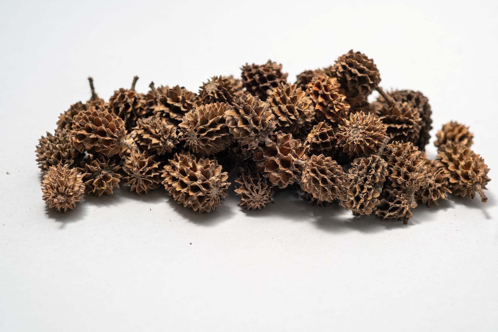 A cluster of Casuarina Cone Pods is arranged on a white background. The oval, textured pods add a natural touch—ideal for aquarium decor or bioactive terrariums. 