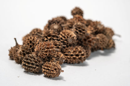 Close up of A cluster of Casuarina Cone Pods is arranged on a white background. The oval, textured pods add a natural touch—ideal for aquarium decor or bioactive terrariums. 