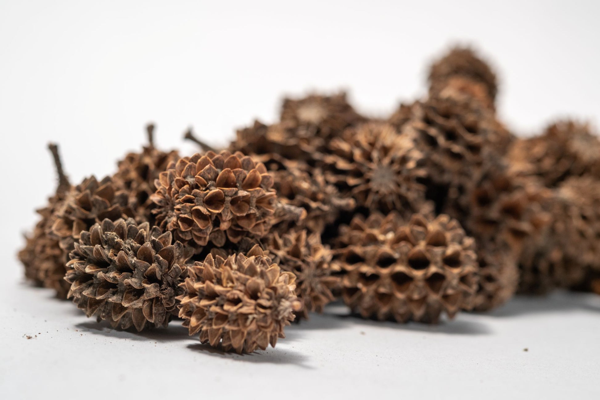 Close up of A cluster of Casuarina Cone Pods is arranged on a white background. The oval, textured pods add a natural touch—ideal for aquarium decor or bioactive terrariums. 