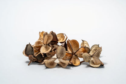 Cotton Flower Pods - 5 Count feature dried, brown, four-part pods with curled edges—ideal for unique aquarium decor or adding natural appeal to a bioactive terrarium.  Also used in potpourri making.