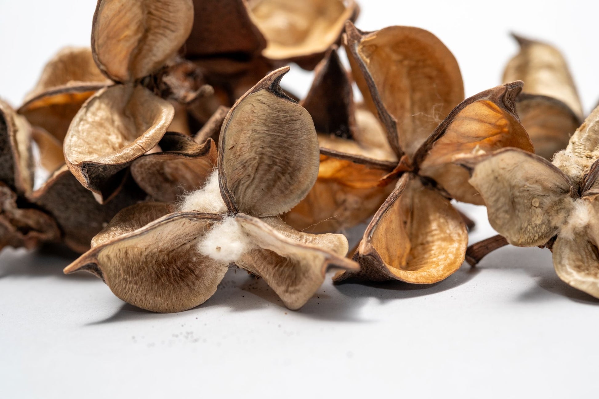 Close up of Dried brown cotton flower seed pods with cotton-like material on a white background