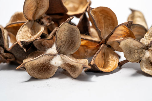 Close up of Dried brown cotton flower seed pods with cotton-like material on a white background