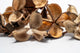 Close up of Dried brown cotton flower seed pods with cotton-like material on a white background