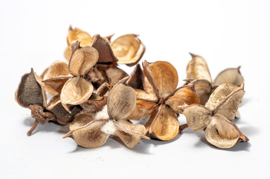 Close up of Dried brown cotton flower seed pods with cotton-like material on a white background