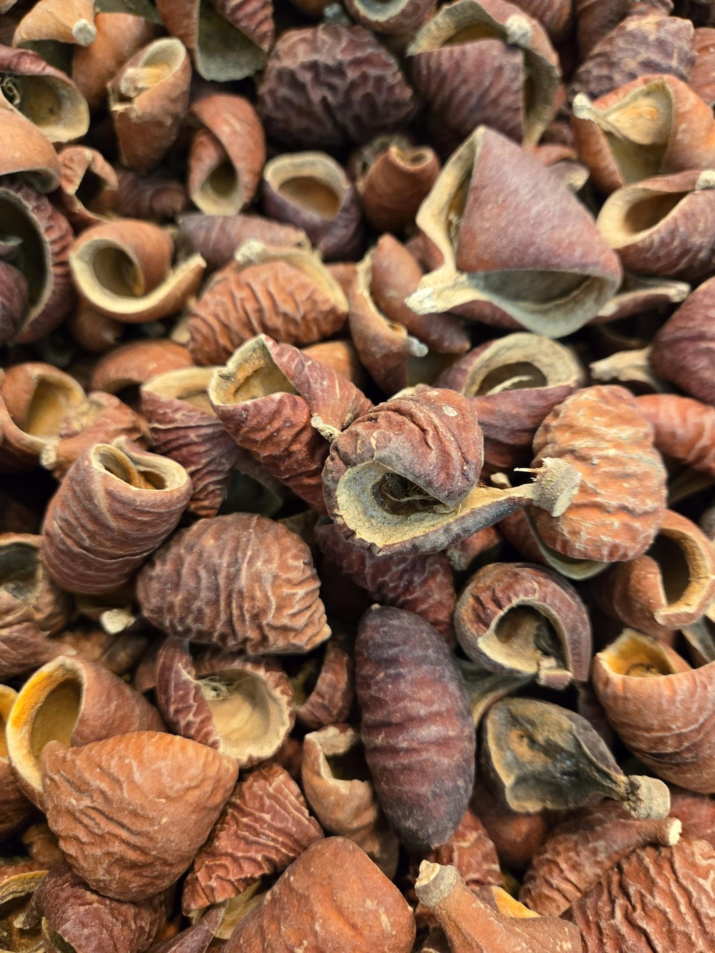 Dysoxylum Pods featuring brown ridged surfaces and some partially open to reveal lighter interiors—perfect for natural aquarium decor.