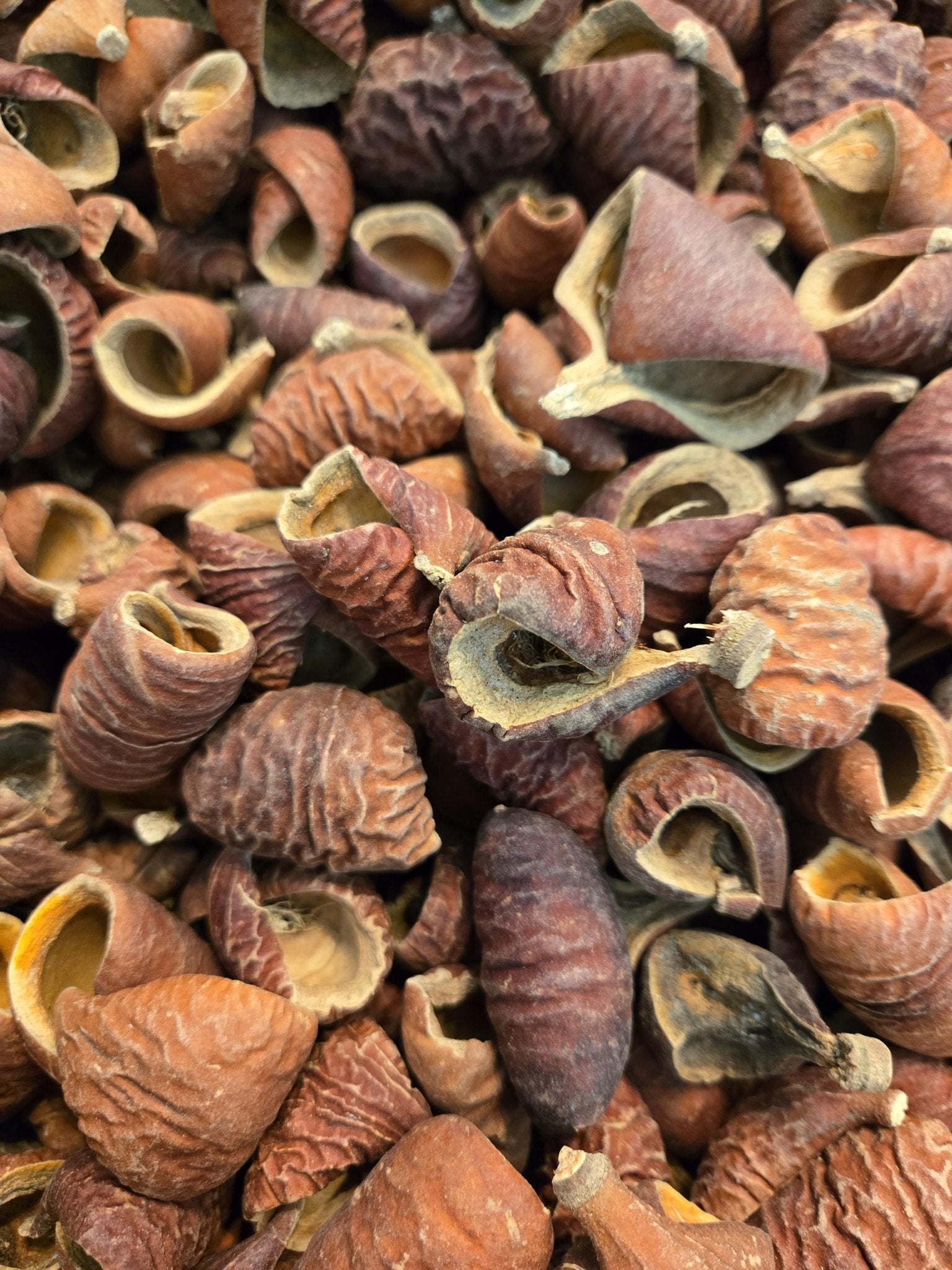 Dysoxylum Pods featuring brown ridged surfaces and some partially open to reveal lighter interiors—perfect for natural aquarium decor.