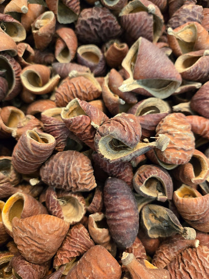 Dysoxylum Pods featuring brown ridged surfaces and some partially open to reveal lighter interiors—perfect for natural aquarium decor.